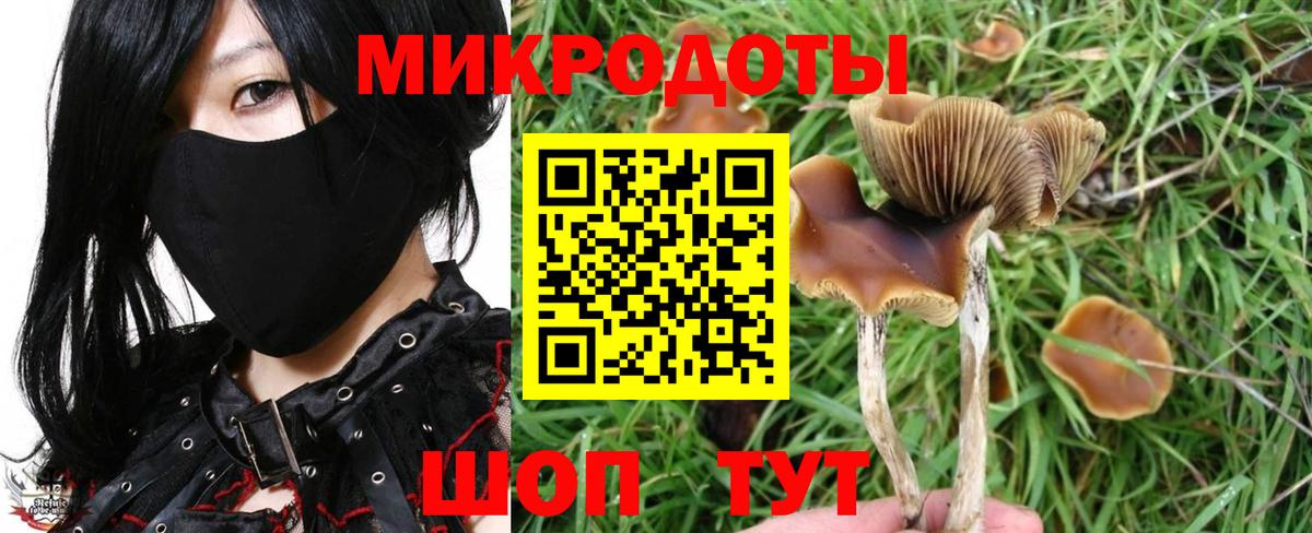 Саранск  Псилоцибиновые грибы Psilocybe  Вход с VPN 